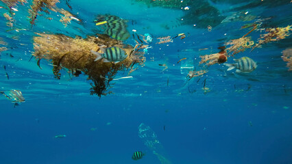 Plastic debris drifts along with scraps of algae on surface of water above the coral reef, tropical fish swim around and feed below surface, Red sea, Egypt