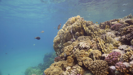 Colorful coral reef with tropical fish on a bright sunny day, Red sea, Egypt