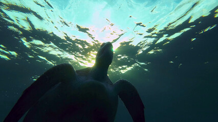 Silhouette of Green Sea Turtle (Chelonia mydas) swims on surface of water in the morning sunbeams at sunrise, Backlight (Contre-jour) Red sea, Egypt