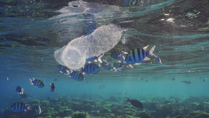 Colonial Pyrosoma Tunicates drifts under surface of blue water in sunlights. Pyrosomes, colony...