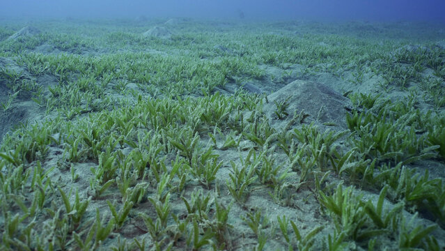 Smooth ribbon seagrass (Cymodocea rotundata), seabed covered with green seagrass. Underwater landscape, Red sea, Egypt