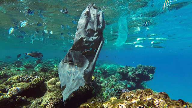 Close up of old black plastic bag drifts along with Colonial Pyrosoma Tunicates under surface of water over coral reef with school of fish swimming nearby, Red sea, Egypt