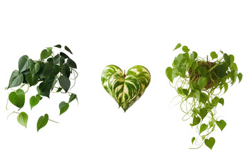 hanging heart-shaped leaves vine, transparent background (PNG). Generative AI.