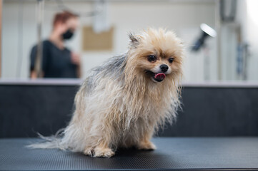 Funny wet pomeranian after washing in a beauty salon. 