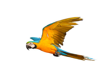 Colorful flying parrot isolated on transparent background png file