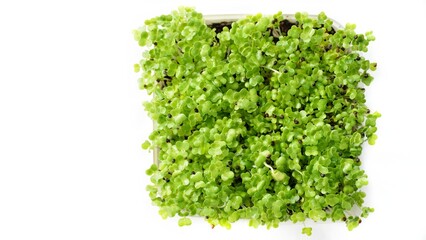 Cabbage microgreen on white background. 