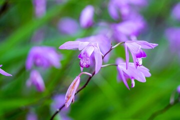 ひっそりと咲く満開のシランの花