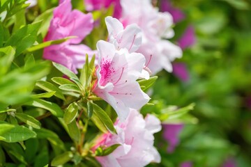 ひっそりと咲く満開のピンクのツツジ