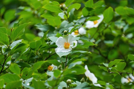 光を浴びて輝く満開のナツツバキ（沙羅双樹）の花