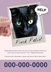 Composite of missing poster of black kitten, find felix, help text with information and number