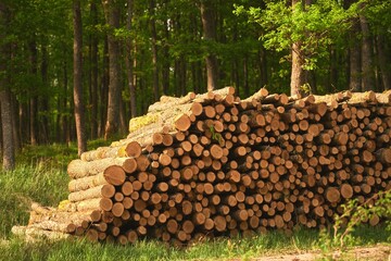 Deforestation. Stumps show that overexploitation leads to deforestation endangering the environment...
