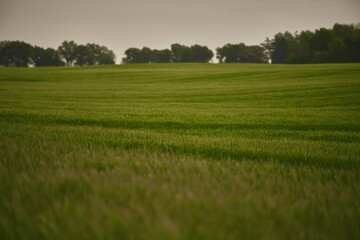 Agriculture young wheat field. wheat field at dawn. Scenic image of agrarian land in springtime. Discover the beauty of the earth.