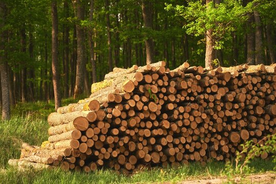 Deforestation. Stumps show that overexploitation leads to deforestation endangering the environment and sustainability. Pine tree forestry exploitation on a sunny day in the forests of Europe
