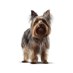 Yorkshire Terrier dog isolated  in front of a white background, ai generative.