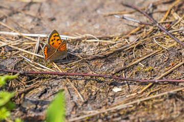 Small copper butterfly on the ground