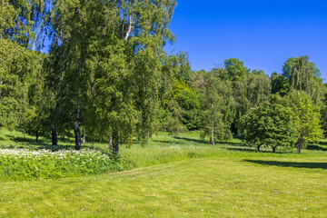 Park landscape with lush green trees a sunny summer day