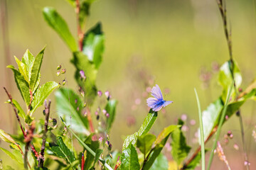 Worn out Blue mazarine butterfly on a meadow