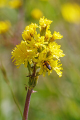 Leafless hawk's-beard flower with a Black-striped longhorn beetle