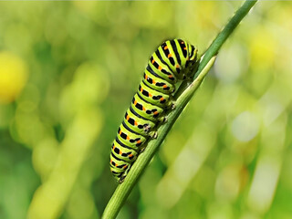 caterpillar on leaf