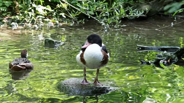 The common goldeneye duck, bucephala clangula is a medium-sized sea duck. The species is named for its golden-yellow eye.