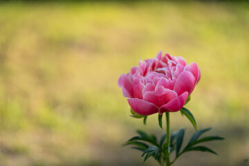 flowering of a delicate pink peony of amazing beauty