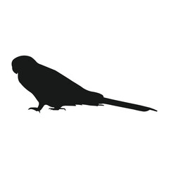 parakeet bird icon vektor