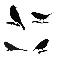 gouldian finch bird icon vector