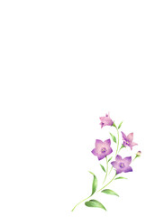 Fototapeta premium 紫色の桔梗の花のはがきテンプレート シンプル 手描き色鉛筆画