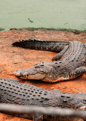 Crocodile smile
