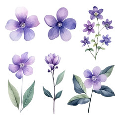 set of purple lilac flower Watercolor isolated illustration transparent background, PNG.
