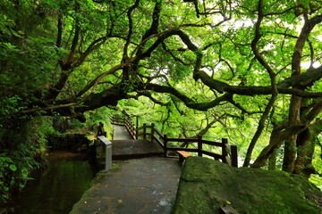 제주도에 있는 유명한 관광 명소인 천제연 폭포의 아름다운 관광지 풍경이다.