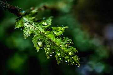 Fototapeta premium green moss on a rotting tree