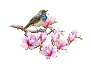 Bird singing with magnolia flowers decor. Watercolor illustration. Hand painted singing bluethroat with tender spring flowers. Tiny cute songbird. Singing bluethroat bird with floral decor isolated