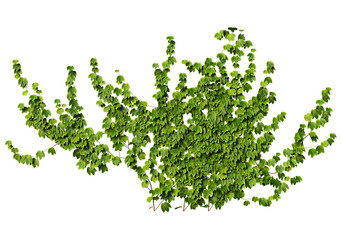 tree png image _ bush images _plant images _ leaves image _ tree in isolated white images _ Indian plant images 