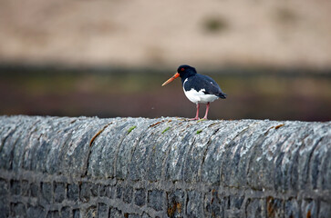 Oystercatchers on the Yorkshire moors