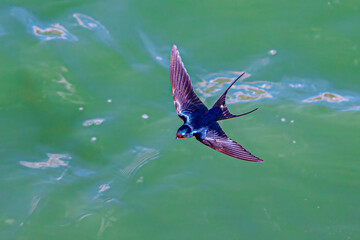 swallow in flight