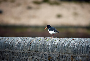 Oystercatchers on the Yorkshire moors