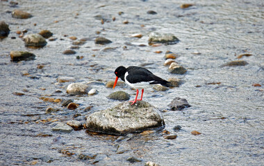Oystercatchers on the Yorkshire moors