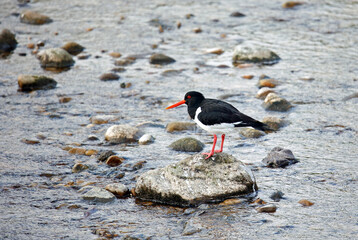 Oystercatchers on the Yorkshire moors