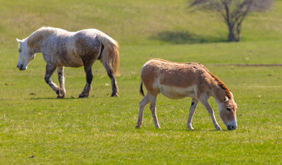 Naklejka na ściany i meble Horses on the meadow in the spring