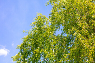 Birch trees with green leaves against the blue sky with white clouds