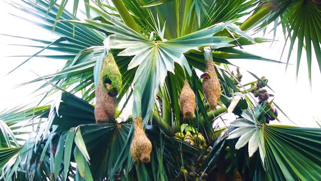 Masked weaver Bird Nesting Colony on Asian palmyra palm tree. Beaver nests hanging on the tree