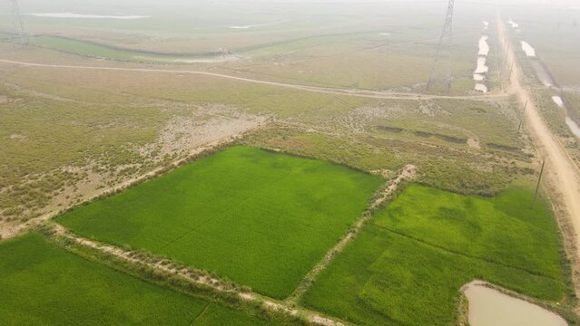 Aerial view of cultivated rice paddy fields in landscape on hazy day. Forward drone