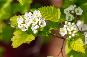 White flowers of hawthorn on a green background in spring