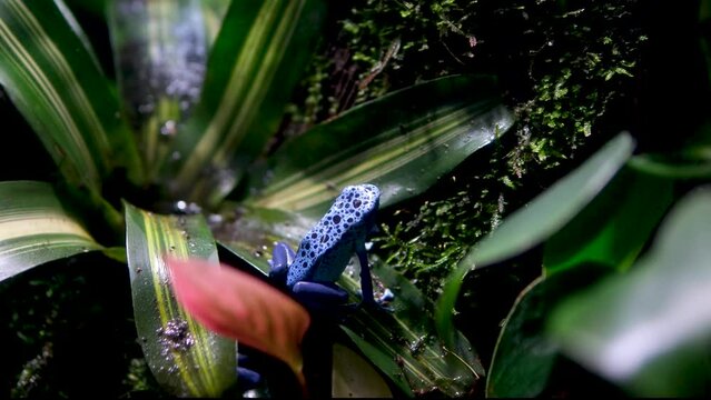 Close up of a blue poison dart frog Dendrobates tinctorius azureus leaping through shrubs in a hot tropical forest. High quality Vancouver Aquarium, BC, Canada
