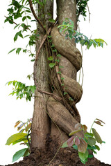 Forest tree trunks with climbing vines twisted liana plant and green leaves  isolated on white background, clipping path included.