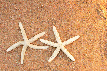Two white starfish on the beach sand. Vacation, travel, Valentine's day, honeymoon, wedding. Copy space