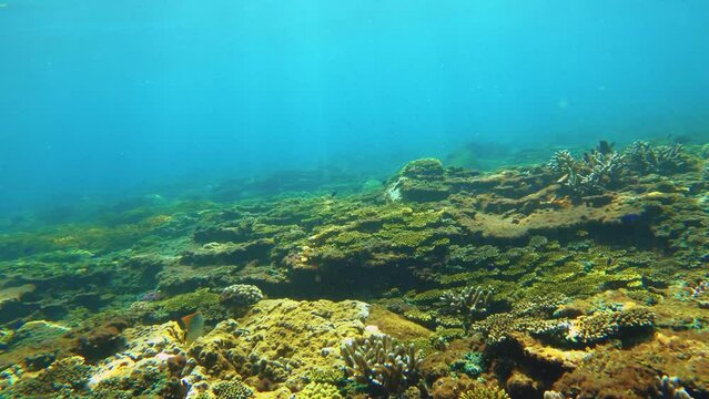 swimming forward view of look out to green and brown table branching and digitate Staghorn leather finger corals with blue Damselfish and threadfin butterflyfish with shining light day on the sea bed