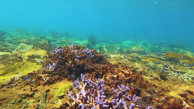 swimming forward view of look out to green and brown table branching and digitate Staghorn leather finger corals with blue Damselfish and threadfin butterflyfish with shining light day on the sea bed