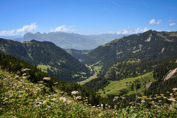 Flowers on the Mountains of Malbun, Liechtenstein